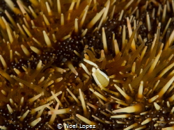 shirmp on white sea urchin.panasonic Lumix GH4, olympus l... by Noel Lopez 